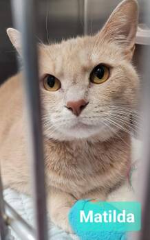 Matilda -  Domestic Short Hair Cat for Adoption in Richmond, Indiana - Matilda | PetCurious