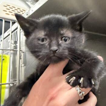 Velvet -  Domestic Short Hair Cat for Adoption in Idaho Falls, Idaho - Velvet | PetCurious