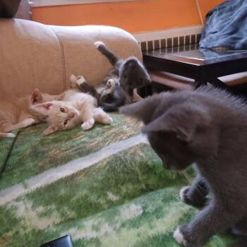 David -  Domestic Short Hair Cat for Adoption in Philadelphia, Pennsylvania - David | PetCurious