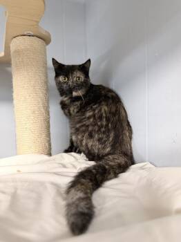 Domestic Short Hair Cats Available for Adoption in Richmond, Indiana - Opal | PetCurious