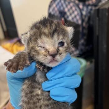Sierra -  Domestic Short Hair Cat for Adoption in Pasadena, California - Sierra | PetCurious