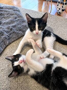 Checkers & Jenga (active, entertaining, sweet, besties) -  Domestic Short Hair Cat for Adoption in Lemoyne, Pennsylvania - Checkers & Jenga (active, Entertaining, Sweet, Besties) | PetCurious