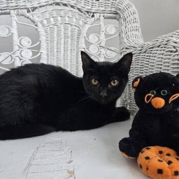 Rescue Domestic Short Hair Cats for Adoption in Eaton Rapids, Michigan - McDobie 55427 | PetCurious