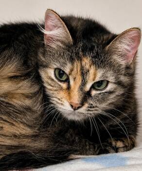 Domestic Medium Hair Cats Available for Adoption in Saint Paul, Minnesota - Cove | PetCurious
