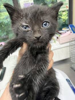 Chip -  Domestic Short Hair Cat for Adoption in Pomona, New York - Chip | PetCurious