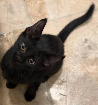 Chevy26 -  Domestic Short Hair Cat for Adoption in Youngsville, North Carolina - Chevy26 | PetCurious