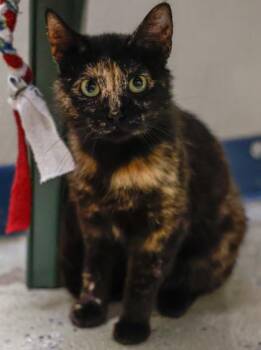 Jenni -  Domestic Short Hair Cat for Adoption in Baraboo, Wisconsin - Jenni | PetCurious