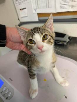 Hilly -  Domestic Short Hair Cat for Adoption in Bolivar, Missouri - Hilly | PetCurious