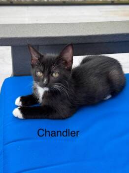 Chandler -  Domestic Short Hair Cat Available for Adoption in West Palm Beach, Florida - Chandler | PetCurious