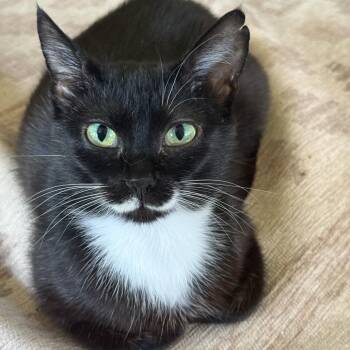 Olive -  Domestic Short Hair Cat for Adoption in Philadelphia, Pennsylvania - Olive | PetCurious