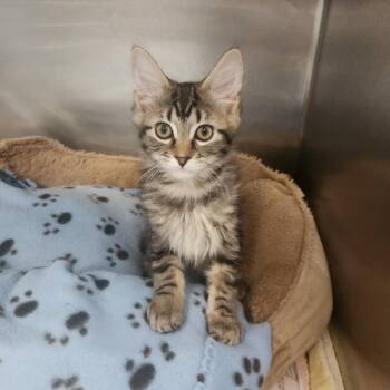 Maple -  Domestic Medium Hair Cat for Adoption in Brockton, Massachusetts - Maple | PetCurious