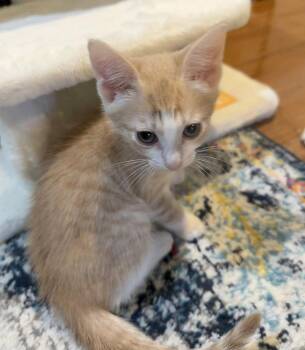 Butterscotch Krimpets -  Domestic Short Hair Cat for Adoption in Trenton, New Jersey - Butterscotch Krimpets | PetCurious