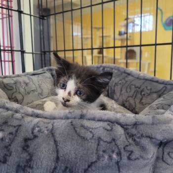 Madison -  Domestic Short Hair Cat for Adoption in Clarksdale, Mississippi - Madison | PetCurious