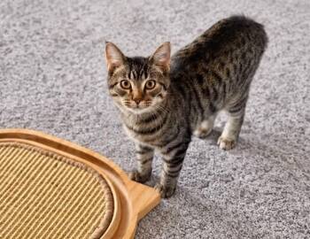 Lane -  Domestic Short Hair Cat for Adoption in Sisseton, South Dakota - Lane | PetCurious
