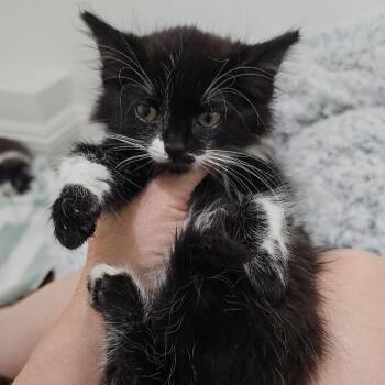 Domestic Medium Hair Cats Available for Adoption in Long Beach, California - Princess | PetCurious