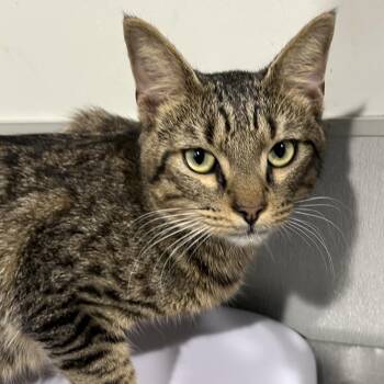 Milo -  Domestic Short Hair Cat for Adoption in Tampa, Florida - Milo | PetCurious