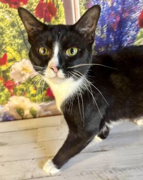 Domestic Short Hair Cats Available for Adoption in Cincinnati, Ohio - Bunny And Peep | PetCurious