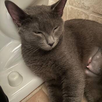 Russian Blue Cats Available for Adoption in Medford, Massachusetts - Venus | PetCurious