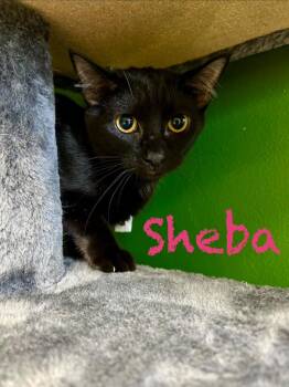 Domestic Short Hair Cats Available for Adoption in West Union, Ohio - Sheba | PetCurious
