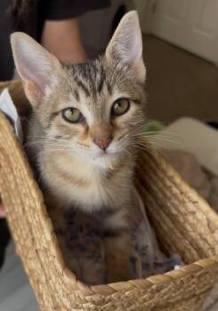 Lisbon -  Domestic Short Hair Cat for Adoption in Tucson, Arizona - Lisbon | PetCurious