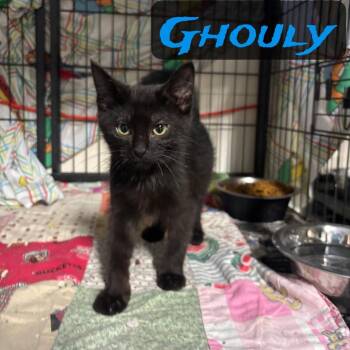 Ghouly -  Domestic Short Hair Cat for Adoption in Hillsboro, Ohio - Ghouly | PetCurious