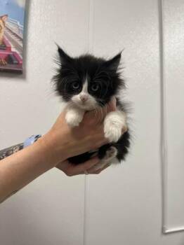 Domestic Long Hair Cats Available for Adoption in Minot, North Dakota - Ravenclaw | PetCurious