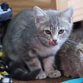 Juubi -  Domestic Short Hair Cat for Adoption in Tucson, Arizona - Juubi | PetCurious