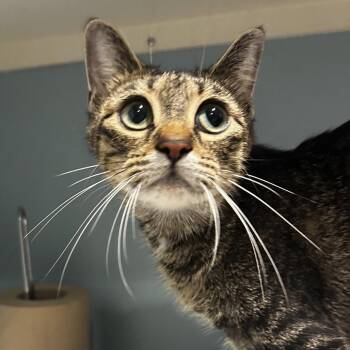 Magenta -  Domestic Short Hair Cat for Adoption in Chattanooga, Tennessee - Magenta | PetCurious