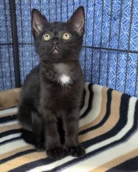 Domestic Short Hair Cats Available for Adoption in Novato, California - Fuzzby | PetCurious