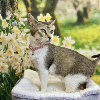 Kitri -  Domestic Short Hair Cat for Adoption in Wichita, Kansas - Kitri | PetCurious