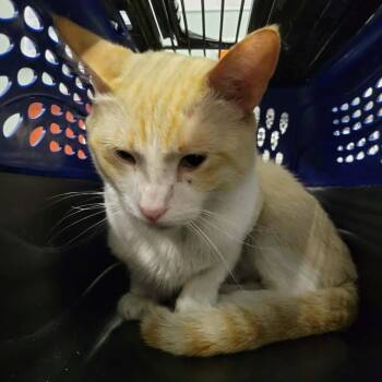 Ben Ravencroft -  Domestic Short Hair Cat for Adoption in Columbia, Missouri - Ben Ravencroft | PetCurious