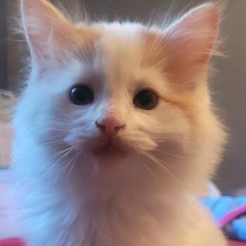 Fez -  Domestic Long Hair Cat for Adoption in Buffalo, Minnesota - Fez | PetCurious