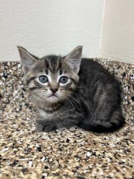 Oolong -  Domestic Short Hair Cat for Adoption in Hackensack, Minnesota - Oolong | PetCurious