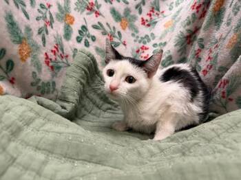 Domestic Short Hair Cats Available for Adoption - A1259228 | PetCurious