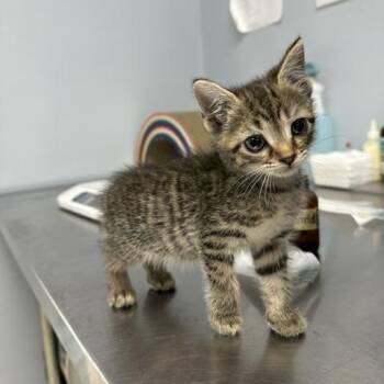 Meeka -  Domestic Short Hair Cat for Adoption in Indianapolis, Indiana - Meeka | PetCurious