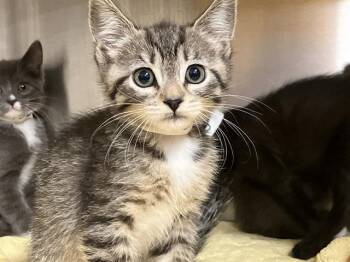 Domestic Long Hair Cats Available for Adoption in Tustin, California - DAYTONA | PetCurious