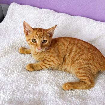 Cheese -  Domestic Short Hair Cat for Adoption in Union City, California - Cheese | PetCurious