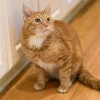 Domestic Short Hair Cats Available for Adoption in Conroe, Texas - Theo | PetCurious