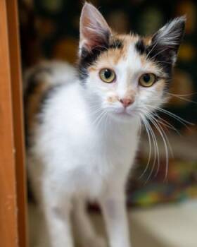 Falken -  Domestic Short Hair Cat for Adoption in Pequot Lakes, Minnesota - Falken | PetCurious