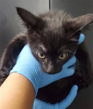 ALAN -  Domestic Short Hair Cat for Adoption in San Bernardino, California - ALAN | PetCurious