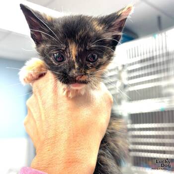 Rescue Domestic Short Hair and Tortoiseshell Cats for Adoption in Washington, District Of Columbia - Flora | PetCurious