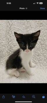 Rescue Domestic Short Hair and Tuxedo Cats for Adoption in Lemont, Illinois - Friday | PetCurious