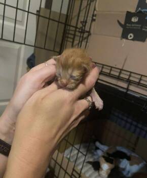 Rescue Domestic Short Hair Cats for Adoption in Emerald Isle, North Carolina - Snickerdoodle | PetCurious