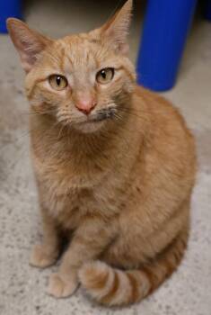 Arizona -  Domestic Short Hair Cat for Adoption in Baraboo, Wisconsin - Arizona | PetCurious