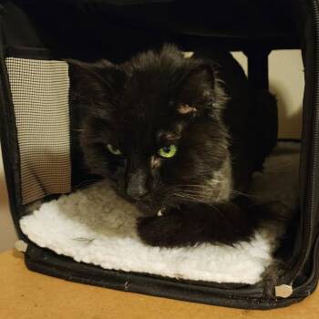 Domestic Long Hair Cats Available for Adoption in Rockford, Michigan - Brownie | PetCurious