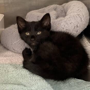 Susannah -  Domestic Short Hair Cat for Adoption in Port Charlotte, Florida - Susannah | PetCurious