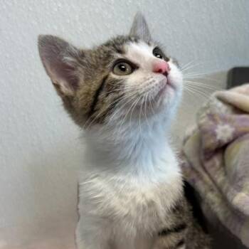 Radiator -  Domestic Short Hair and Tabby Cat for Adoption in Orland Hills, Illinois - Radiator | PetCurious