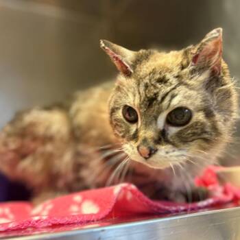 Domestic Medium Hair and Siamese Cats Available for Adoption in Chehalis, Washington - Coco | PetCurious