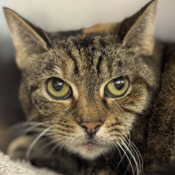 Rescue Domestic Short Hair Cats for Adoption in Winchendon, Massachusetts - Princess | PetCurious