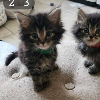 Bill -  Domestic Short Hair Cat for Adoption in Woodstock, Virginia - Bill | PetCurious